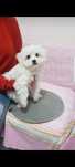 Bichon maltez băiețel mini toy