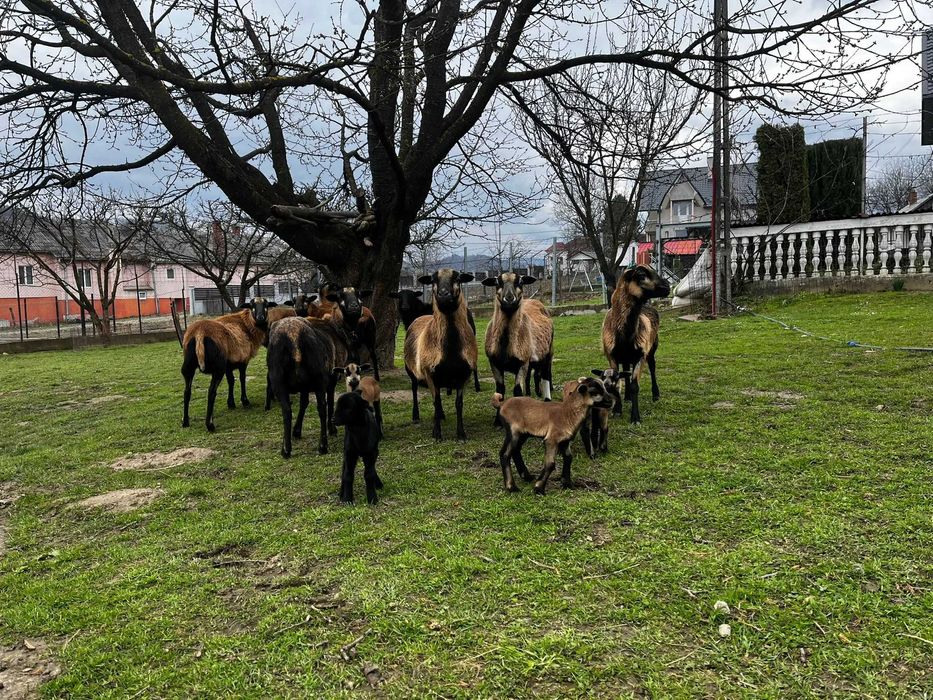 Berbec\oaie Camerun de vanzare