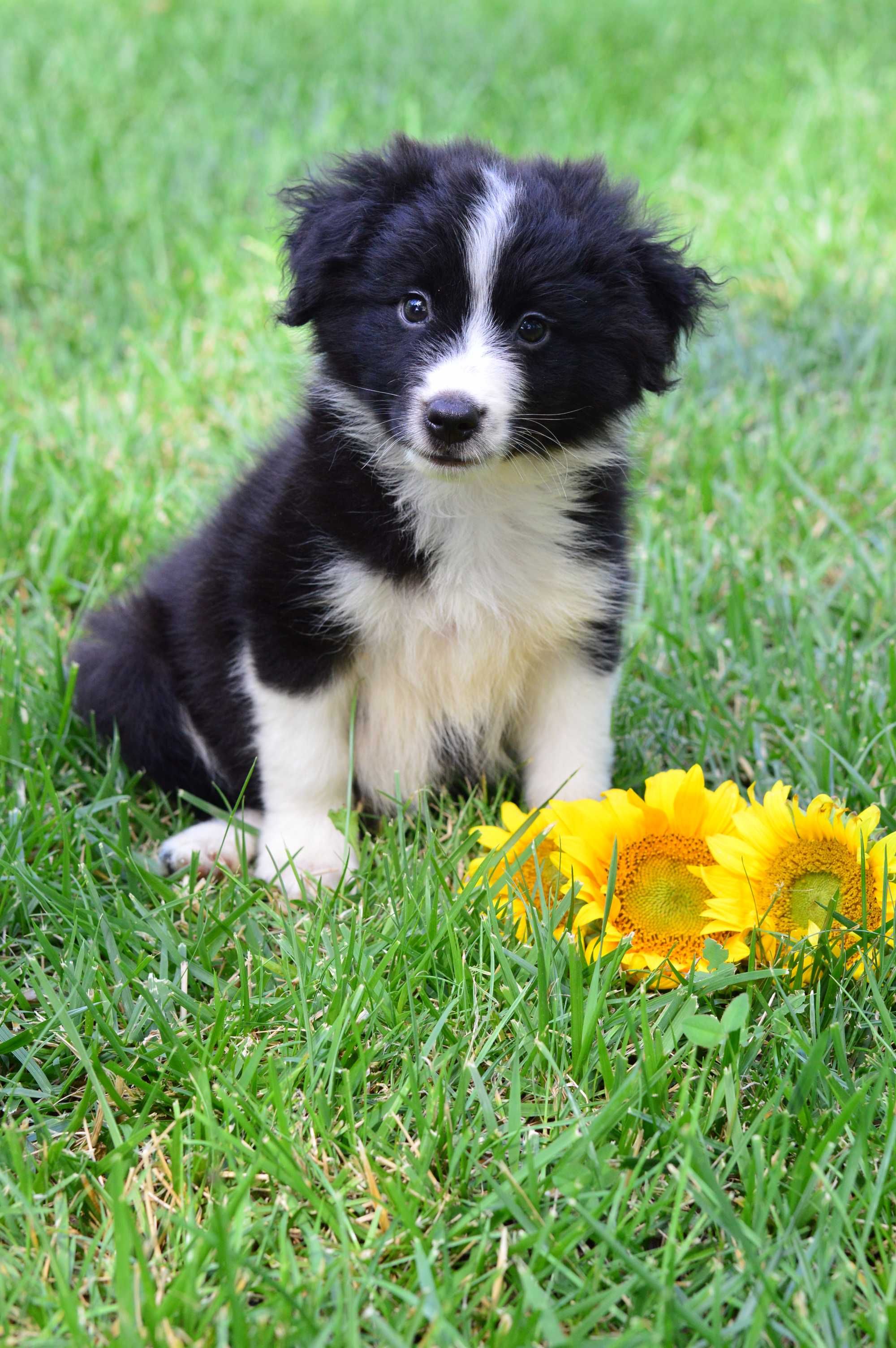 Pui Border Collie cu pedigree F.C.I