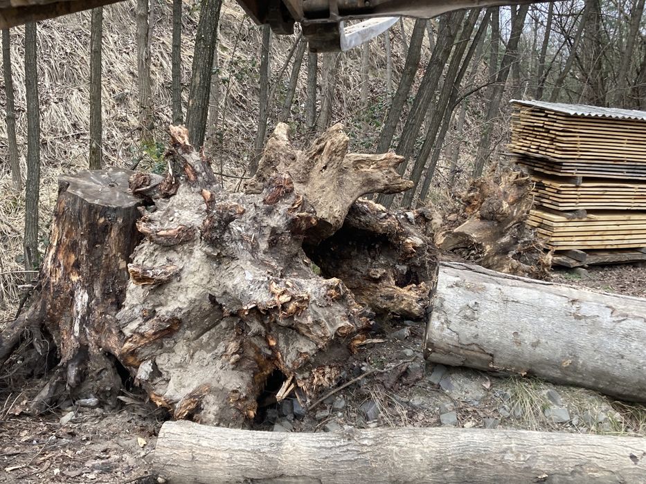 Rădăcini NUC diametre MARI