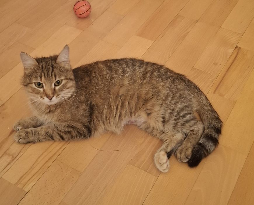 Ласковая красивая кошечка, 8 месяцев в добрые руки