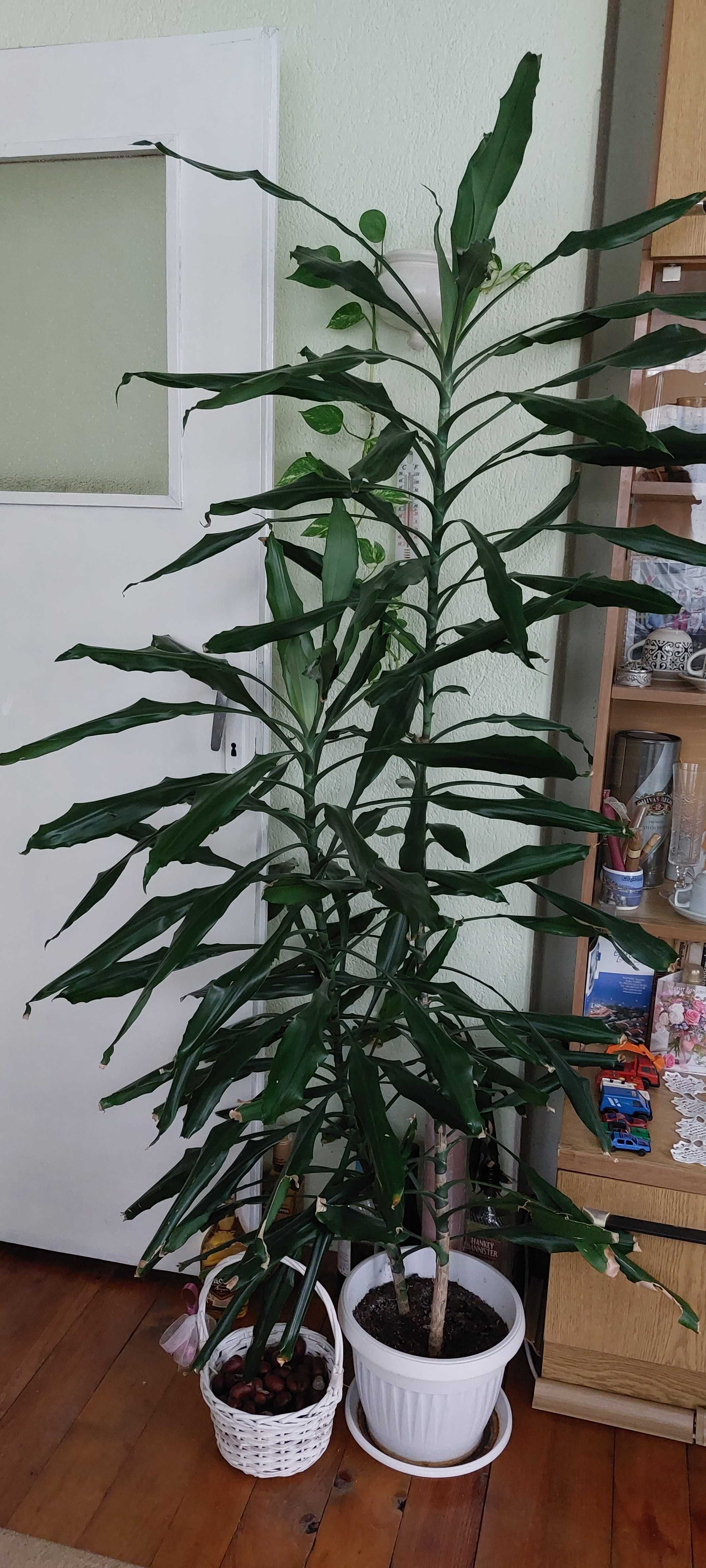 Стайно зелено растение/цвете - юка