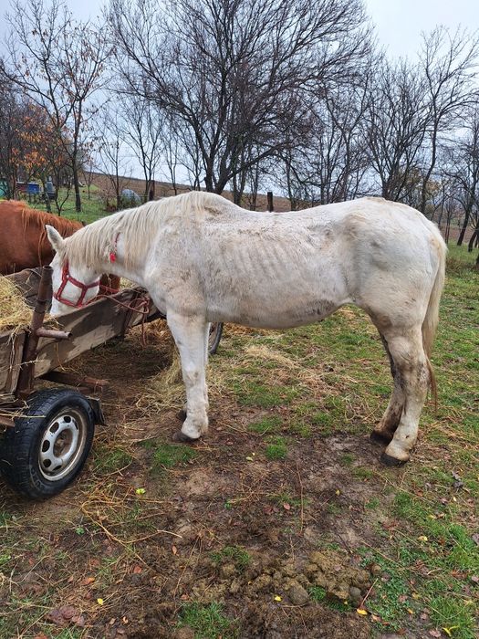 De vânzare iapa bună de lucru