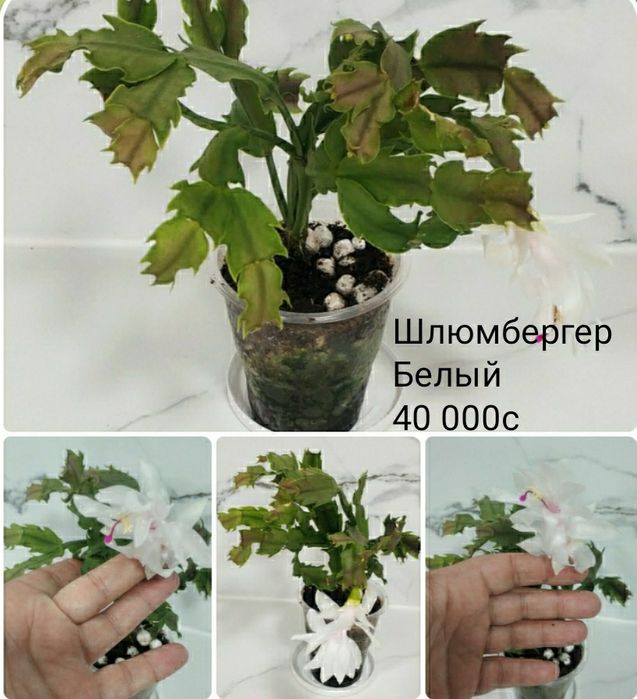 Комнатные цветы.