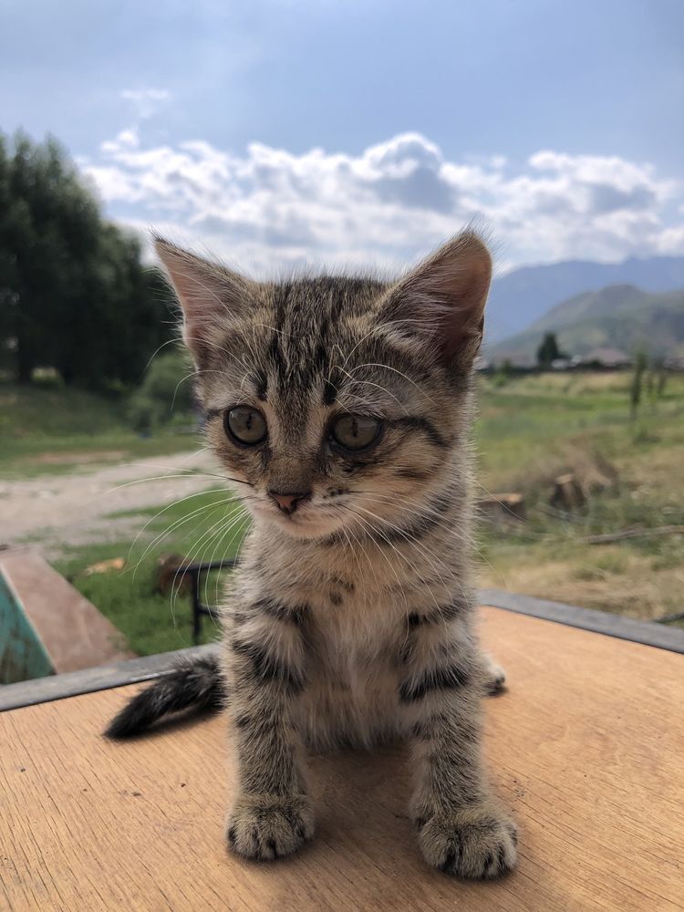 Котята бесплатно