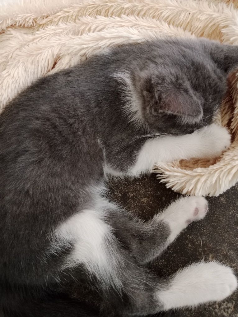 Mushuk bolasi 2 oyli qiz