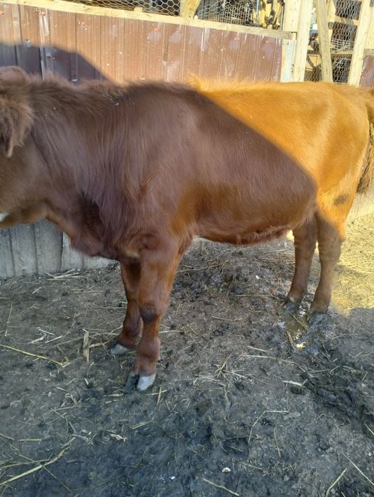 Vand vițea foarte bine intretinuta mai multe detalii la telefon