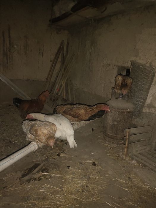 куры домашние срочно