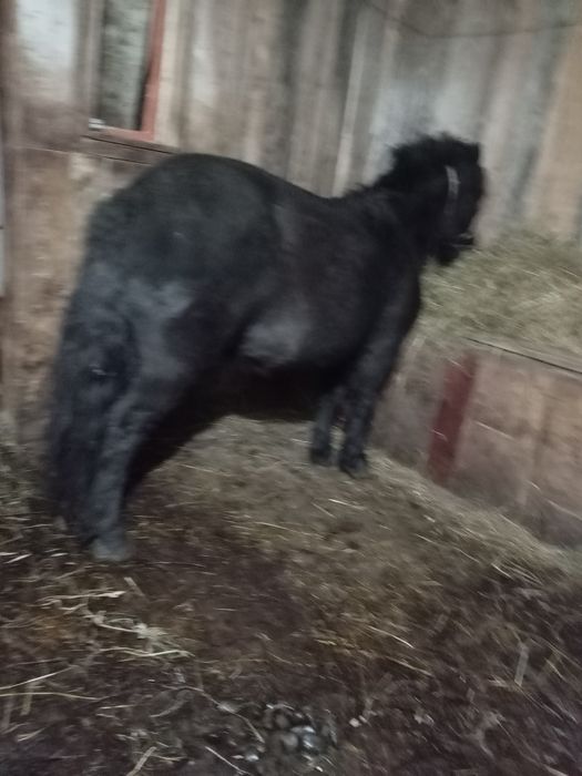 Vând poneiță gestantă