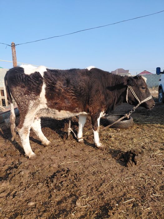 Семіз сиыр бар бордақы