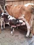 Vaca de vanzare!