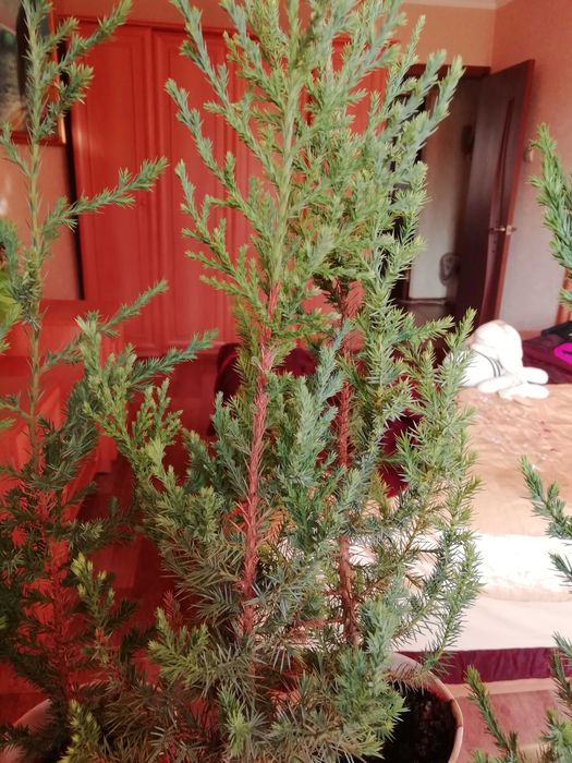 Ёлочка живая можжевеловая