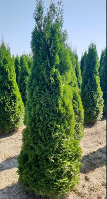 Tuia (smarald/ Leylandi/ columnaris/ brabant) 1m-3m