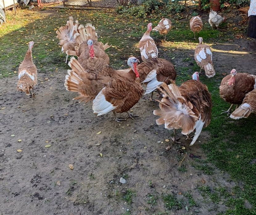 Vând curcani și curci