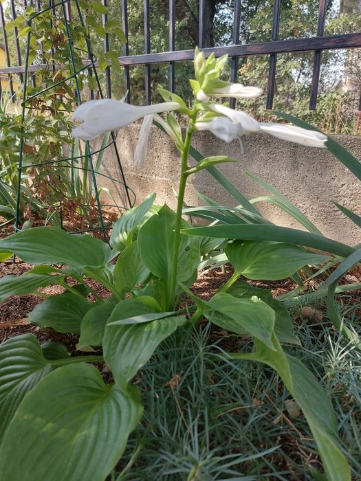 Цветя за балкона и градината. Цена от 0.50-15лв/бр