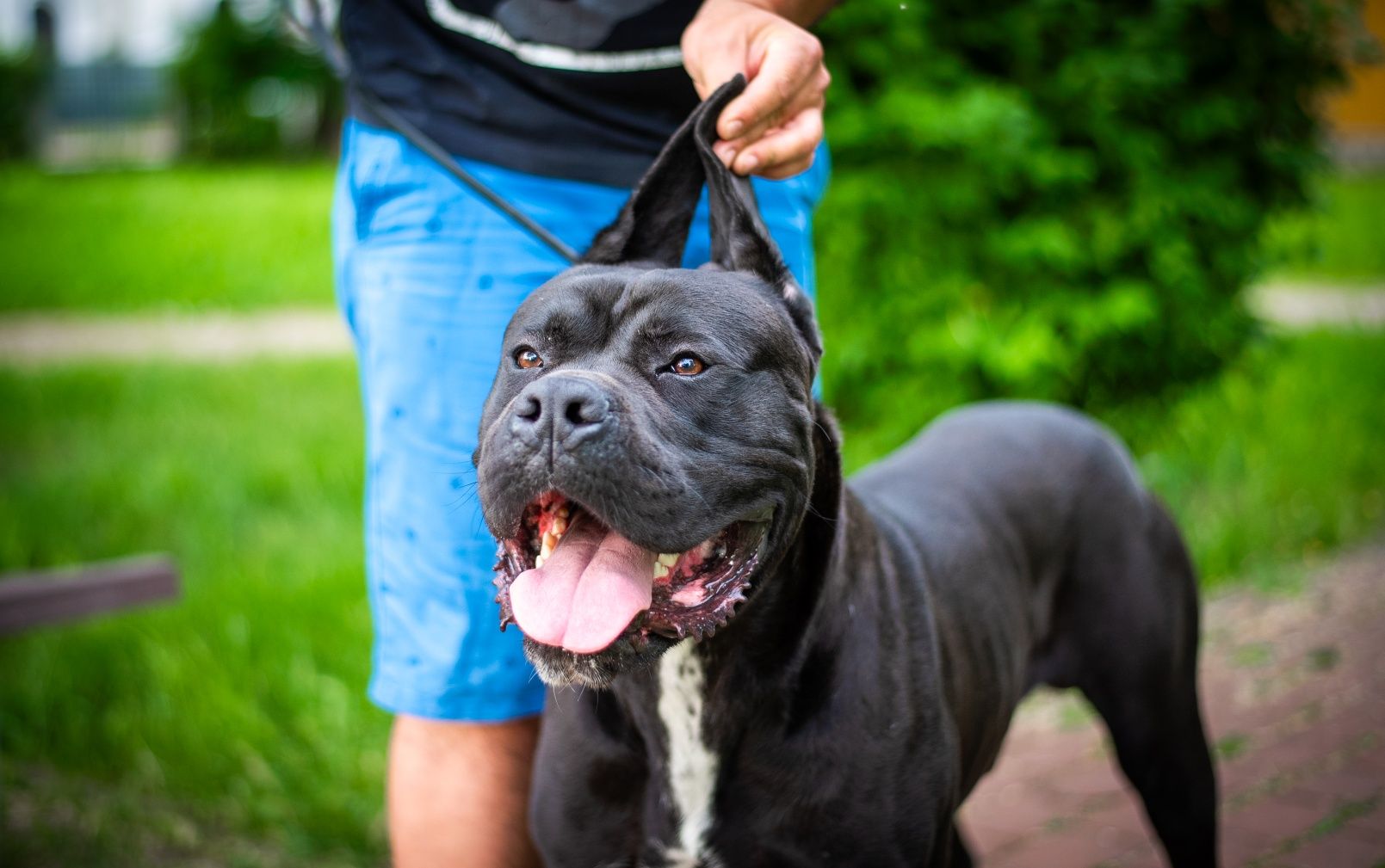Mascul Cane Corso Italiano deosebit