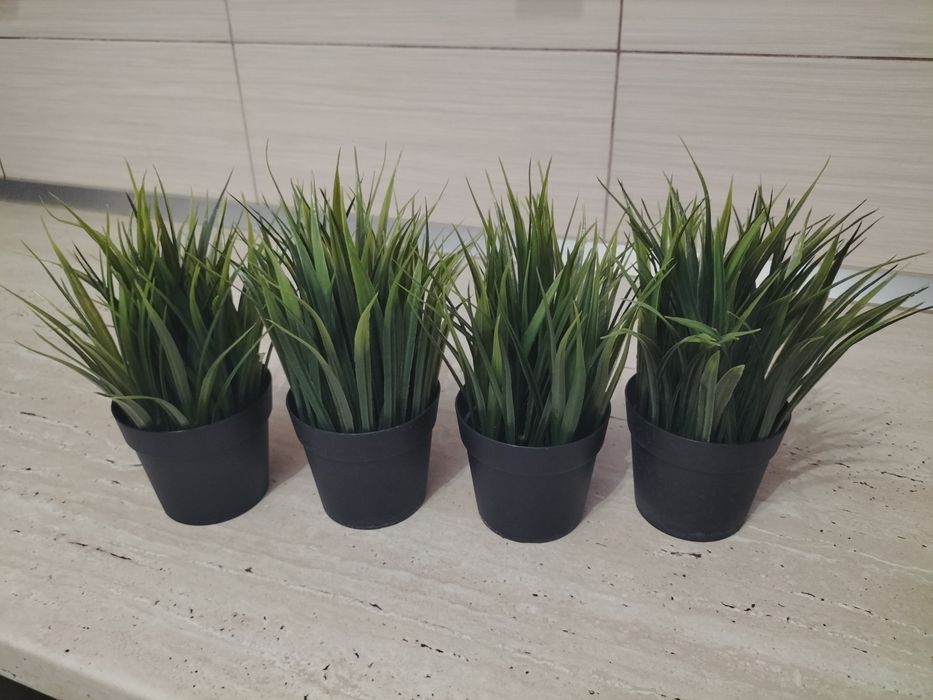 Plante decorative 22/23 cm înălțime