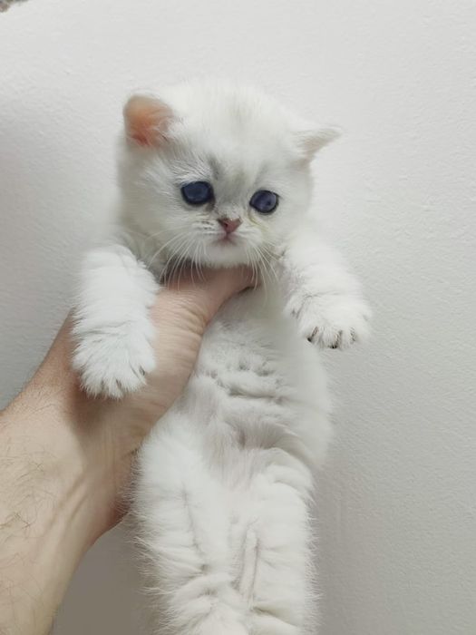 Британские котята серебро шиншиллы