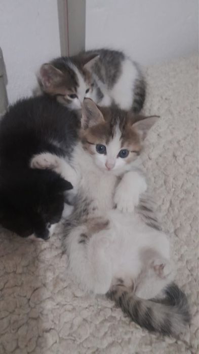 Отдам котят в добрые руки