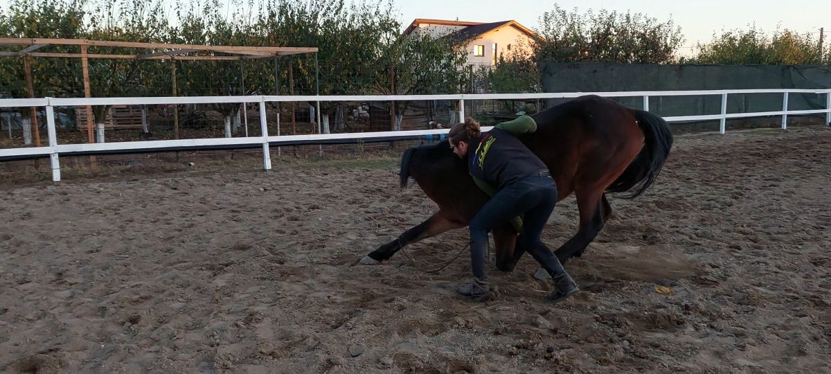 Vand 2 cai pt film dar și echitatie