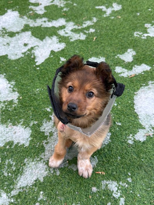 Отдам щенка в добрые руки