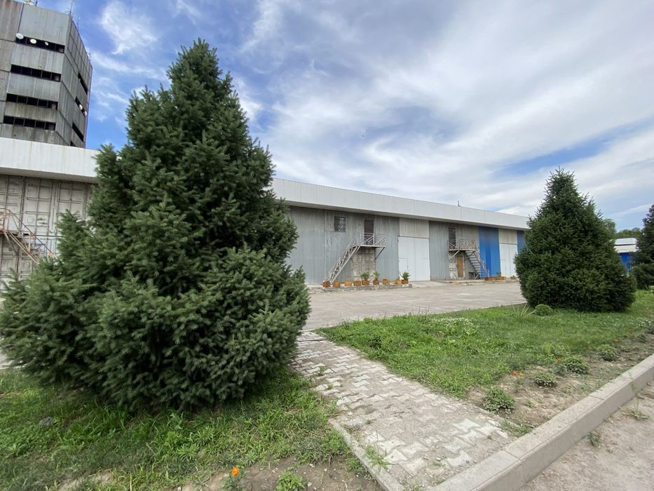 Елки самовывоз