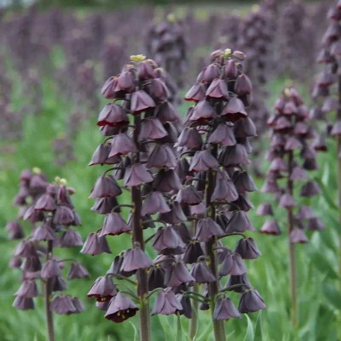 Fritillaria - floarea Pastelui diferite soiuri