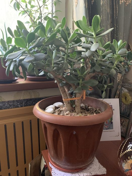 Денежное Дерево высотой 55 см.