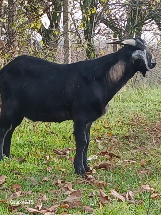 Se vinde tap, o capra și o iada