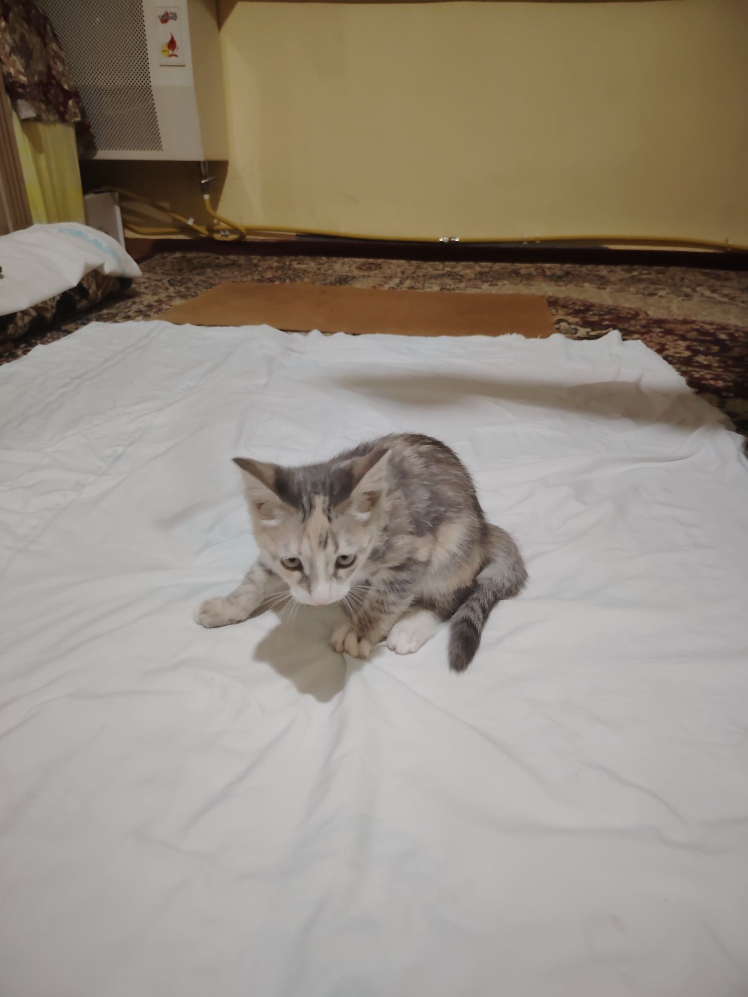 Отдадим котёнка в хорошие руки