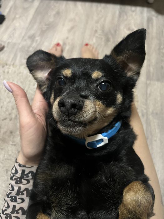 Пропал Сэм той-терьер