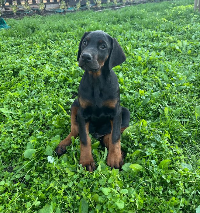 Малки Добермани.