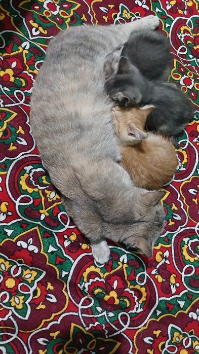 Кошки Мушук болалари текинга хадяга