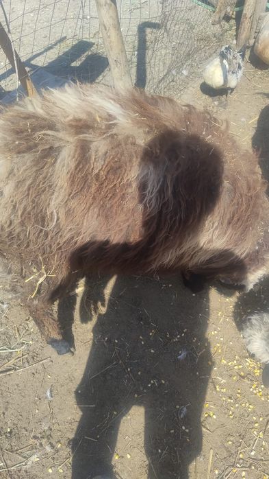vand berbeac de anul asta si țap