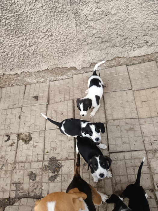 Donez căței cu mama Beagle