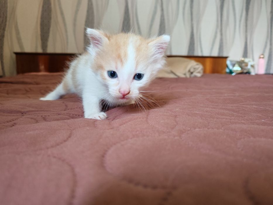 Подарявам котенце