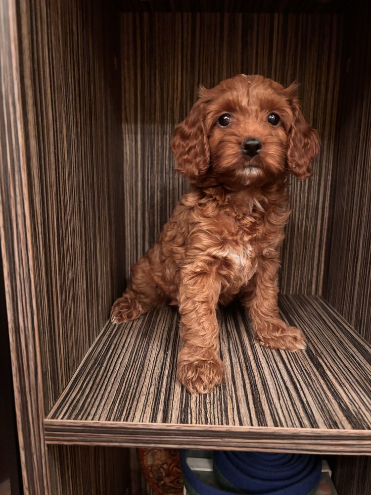 Кокапу-cockapoo !