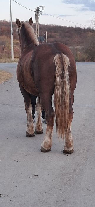 Vînd mînz de 3 ani castrat pret 8.000