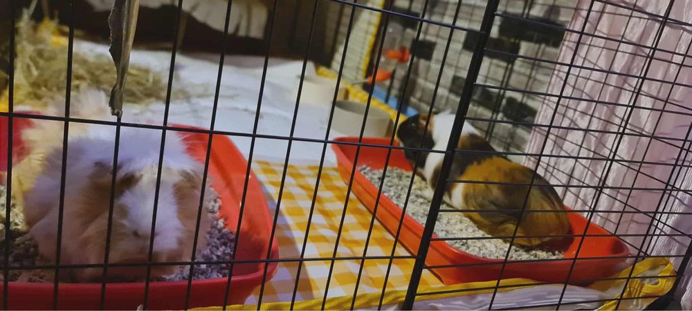 Porcusori de guineea