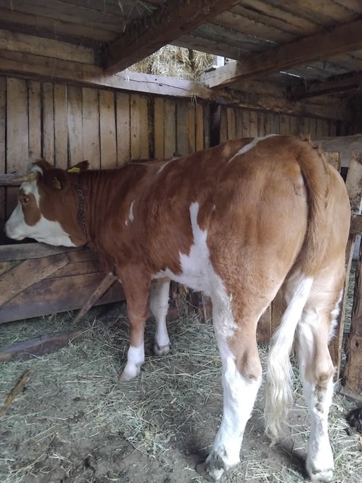 Vând vițele bălțată românească