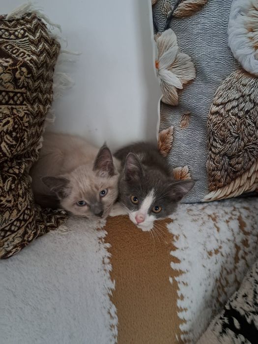 Отдам котят в добрые руки
