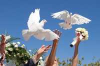 Белые голуби для свадьбы и торжества Для сёмки клипов, выпускной,