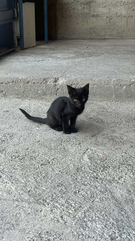 Отдам котят даром