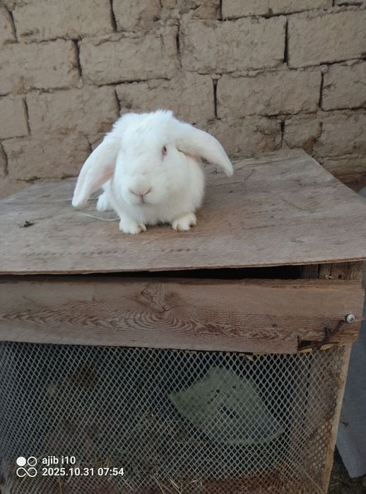 Quyon 4kiko  zoti hiko