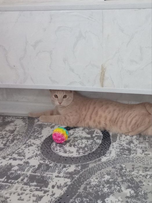 Отдаю кота в надежные руки