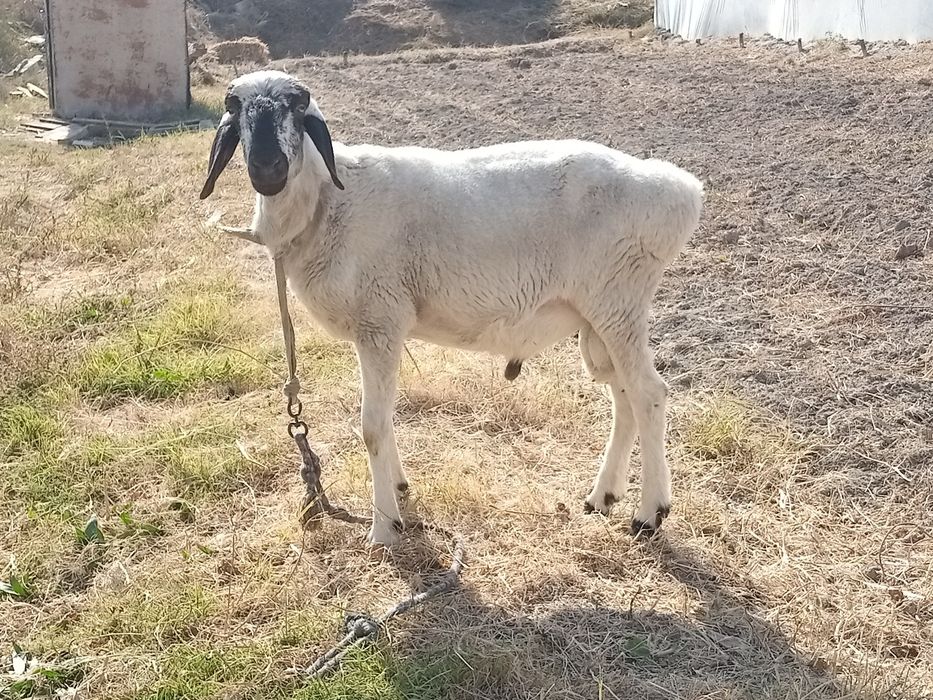 Qochqor sotiladi