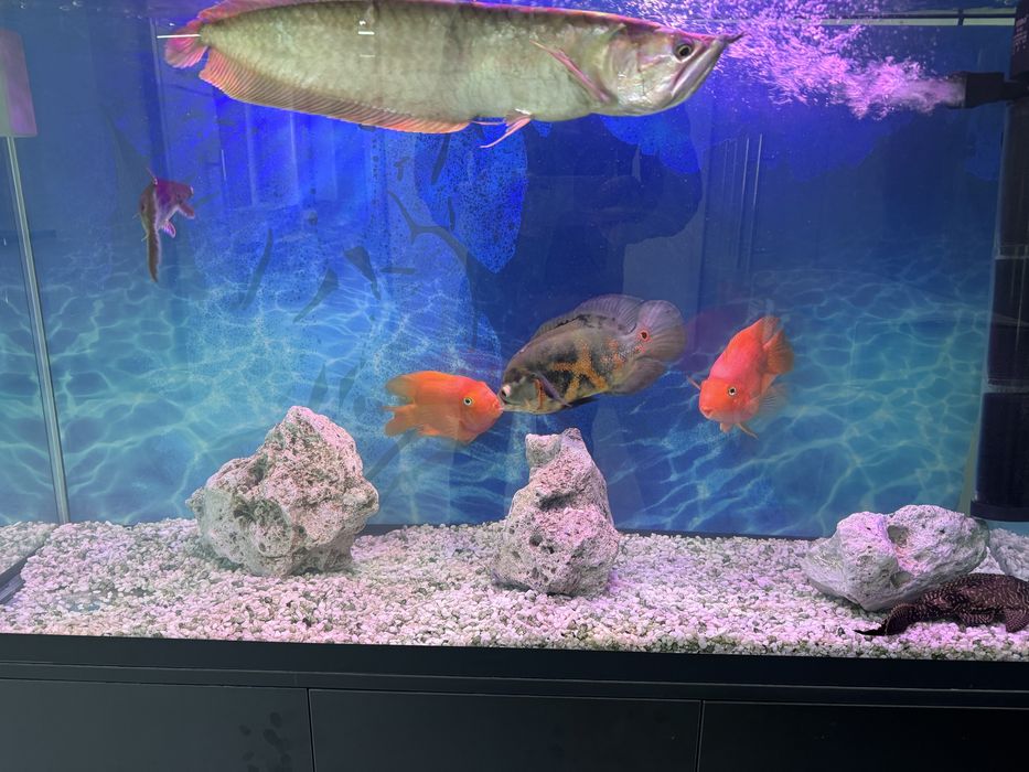 Xishnik baliqlar sotiladi srovhno