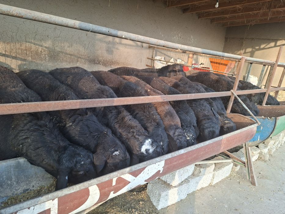 Qirgiz va Qozoq qochqorlari