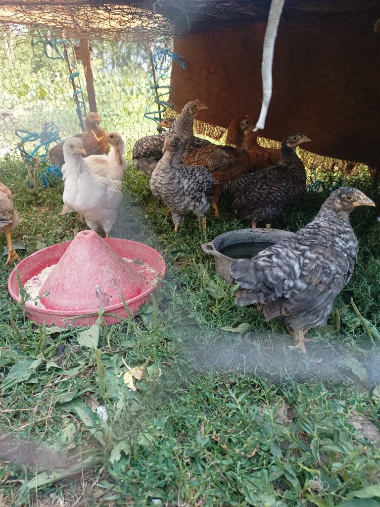 Pui de curca si se gaina