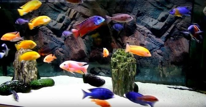 Цихлиды, продажа, обмен. Разные виды!